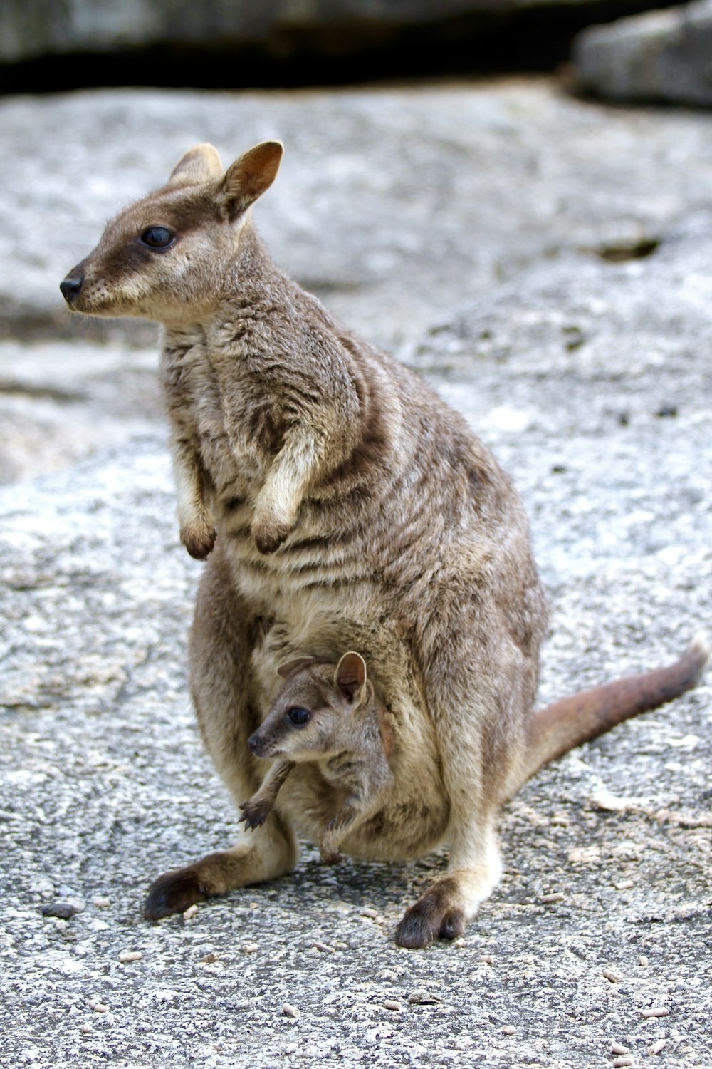 Braunes Känguru auf grauem Sand tagsüber