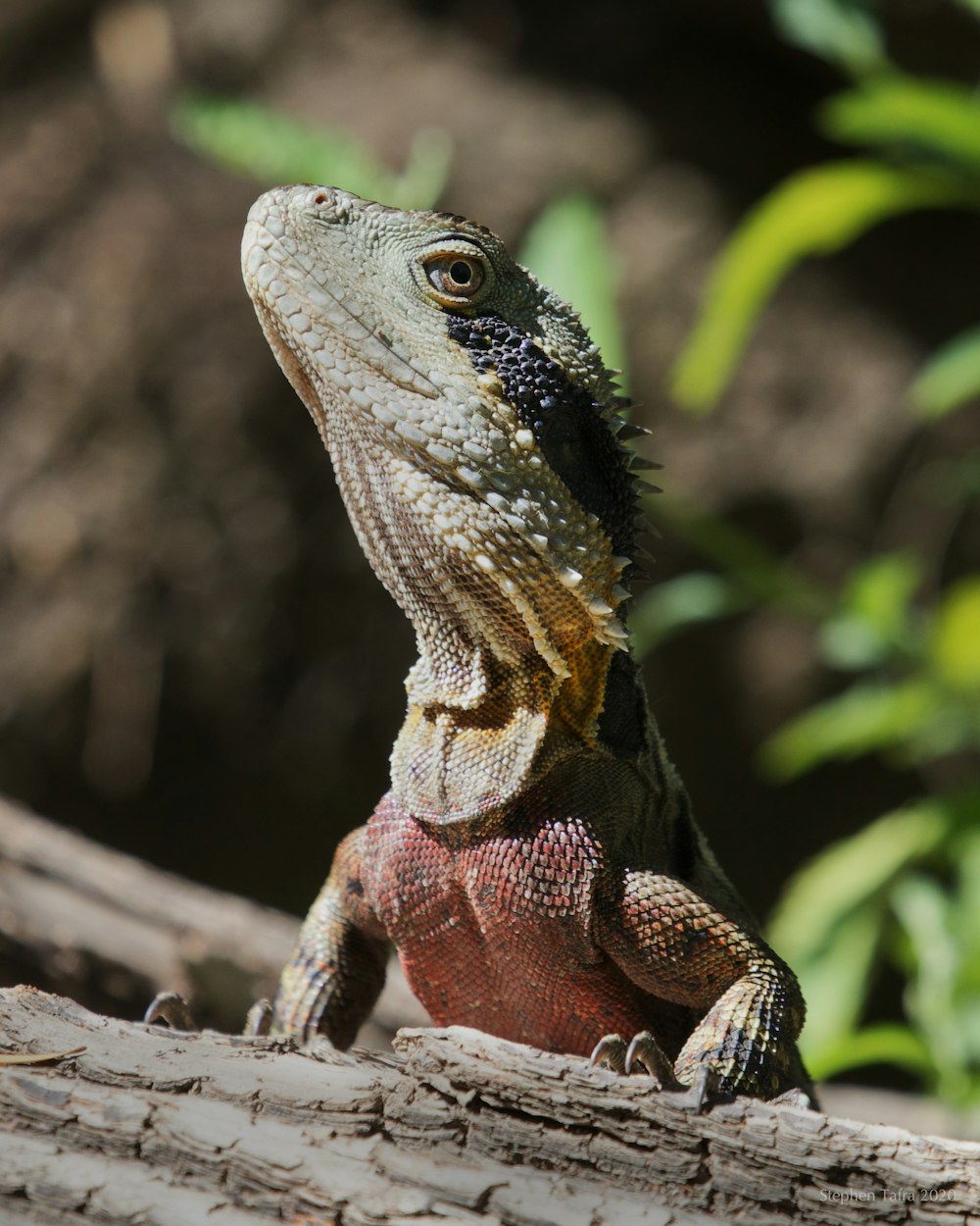 dragon barbu brun et noir sur une branche d’arbre brune pendant la journée