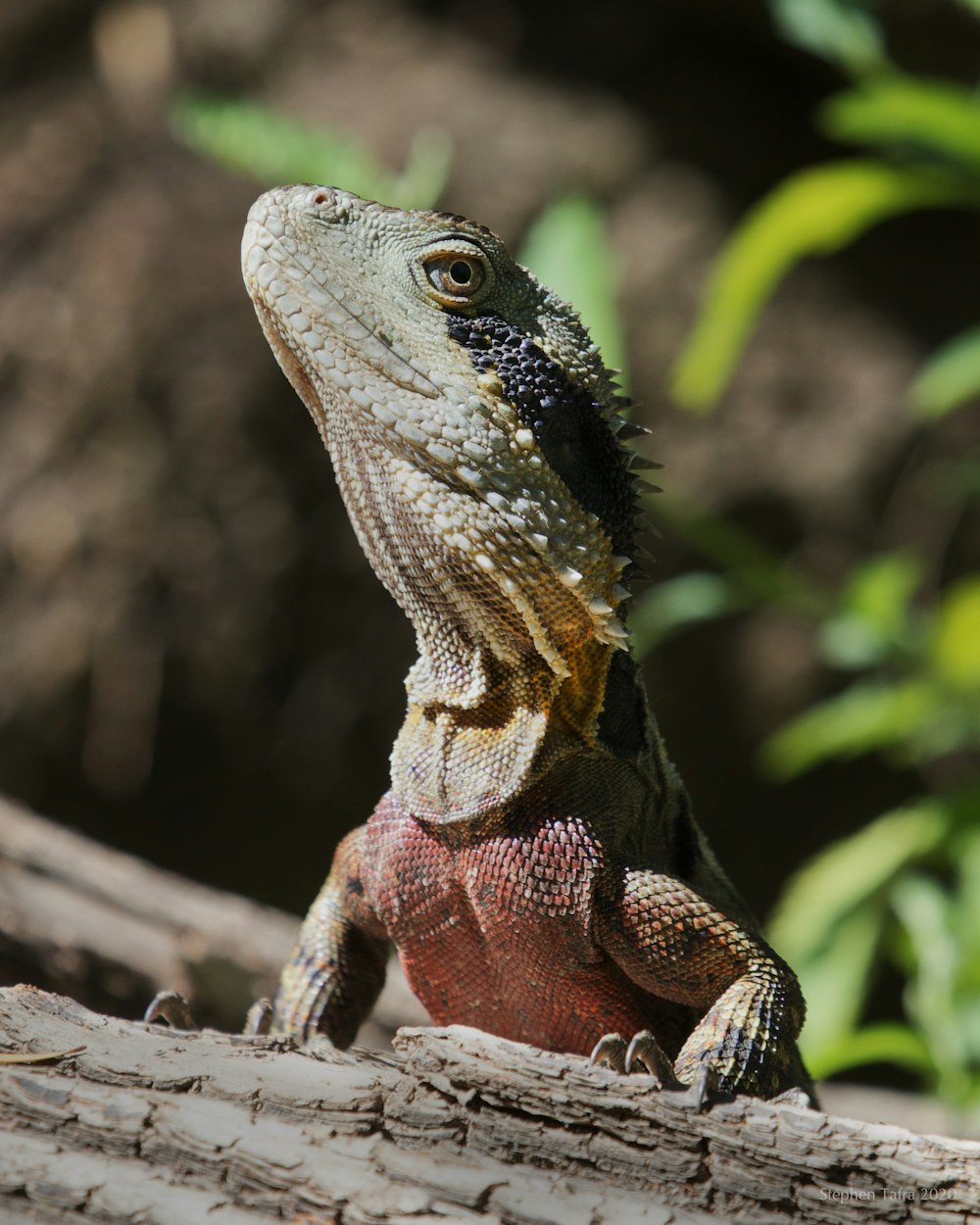 brown and black bearded dragon on brown tree branch during daytime