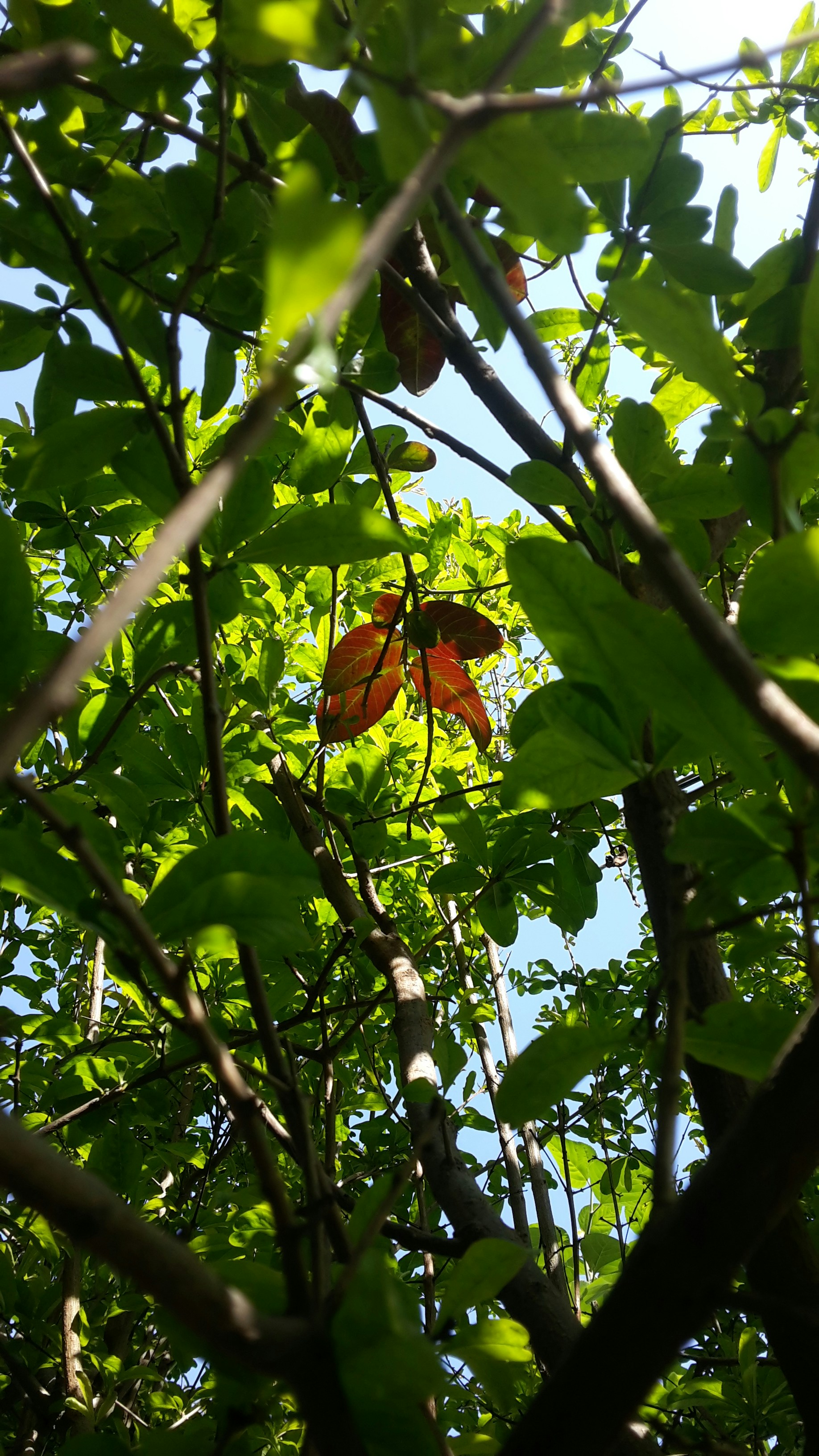brown and green leaves on brown tree branch during daytime
