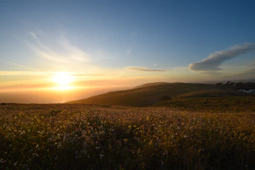 Sunset over a gently rolling hill with wildflowers in bloom.