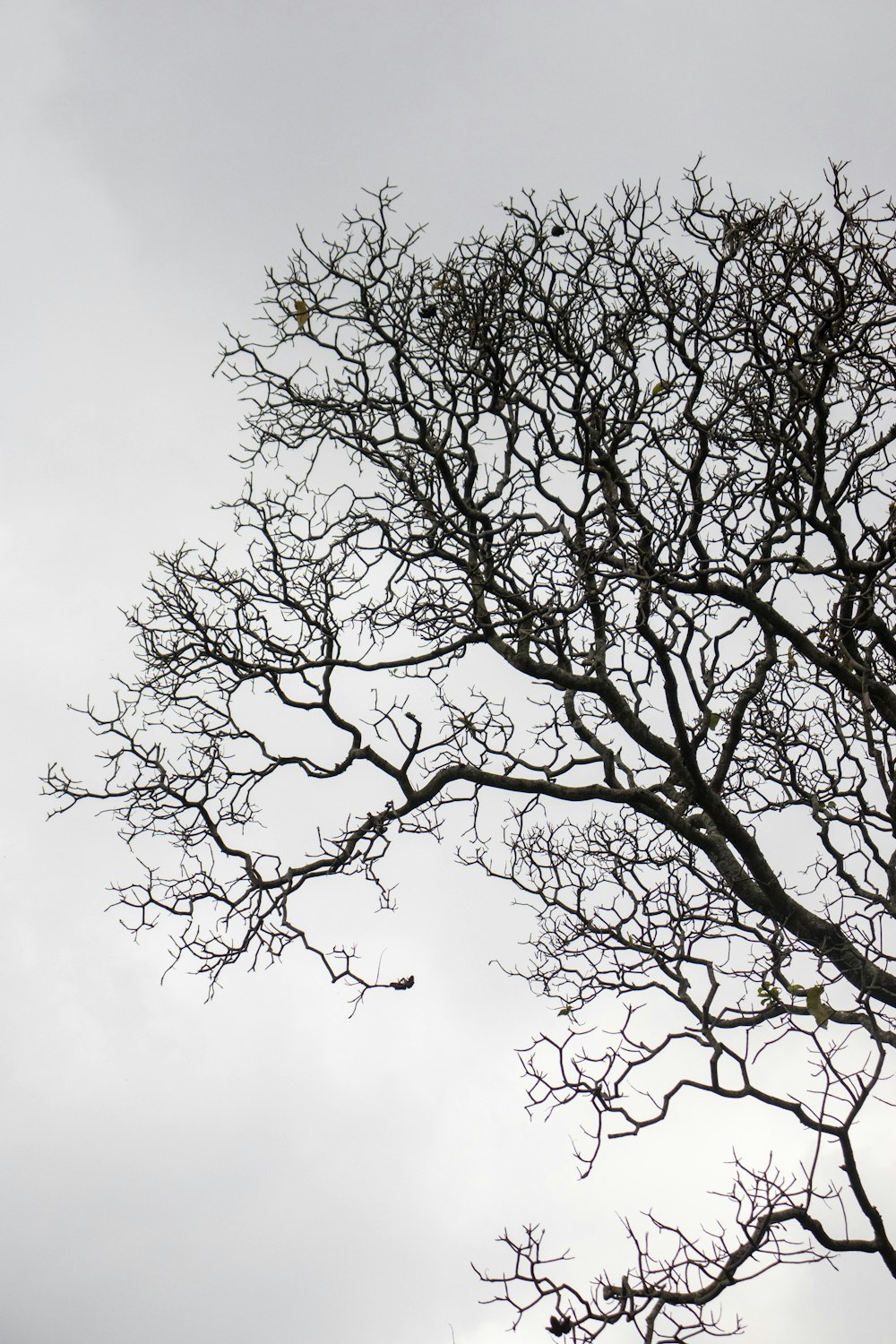 leafless tree under white sky