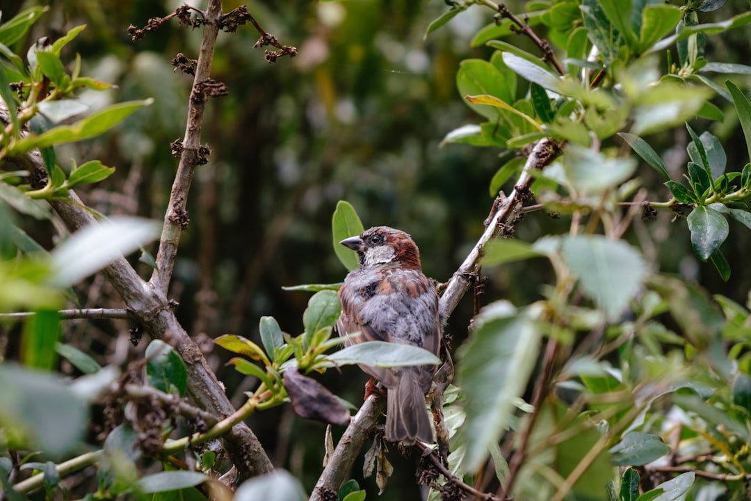 brown and white bird on tree branch during daytime