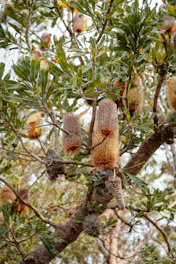 green and brown plant during daytime