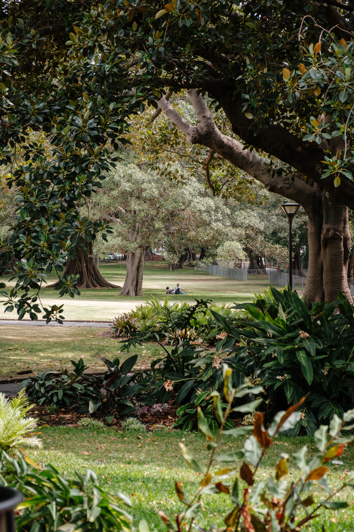 Lush green trees and gardens along the harbour at the Royal Botanic Gardens Sydney