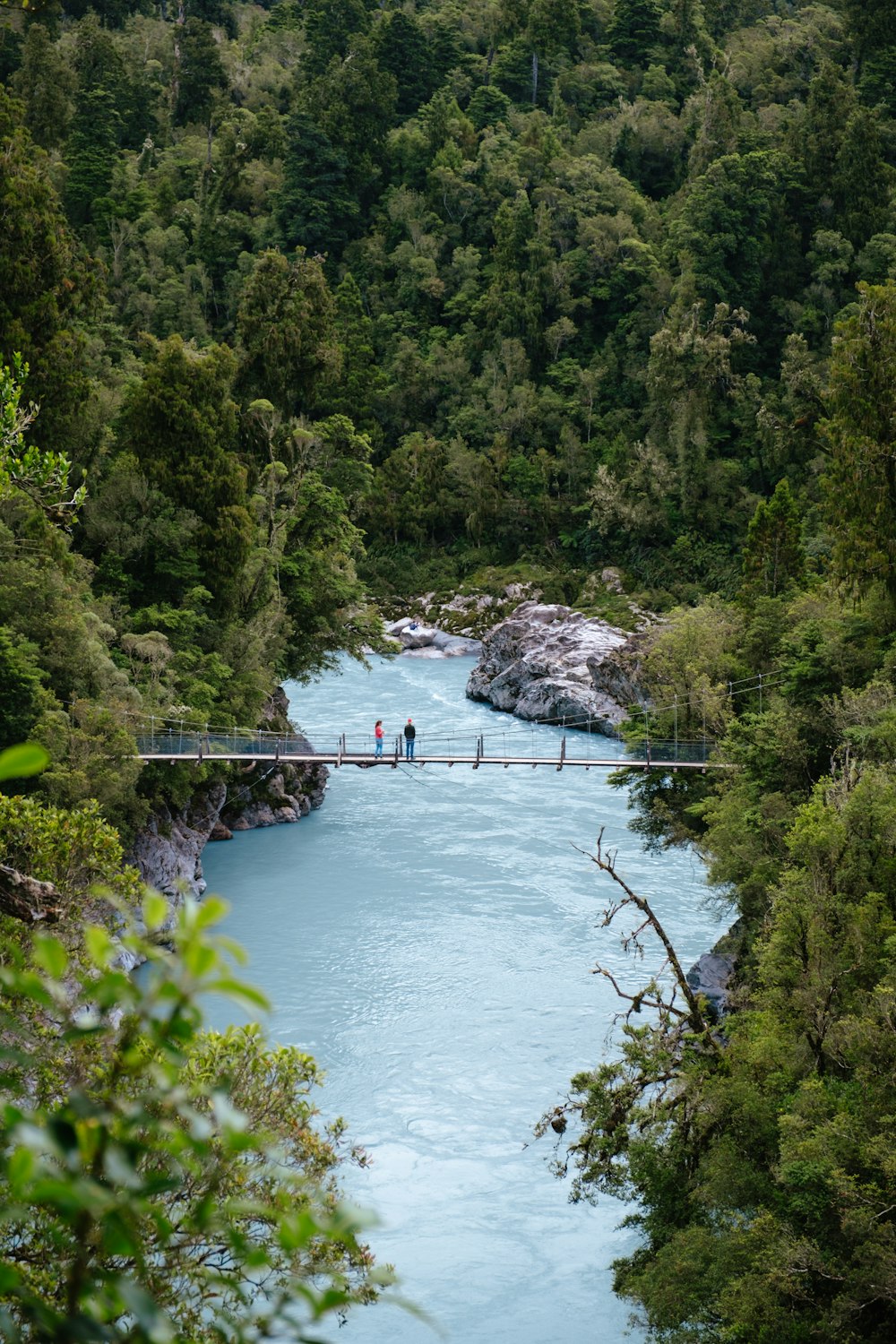 green trees beside river during daytime