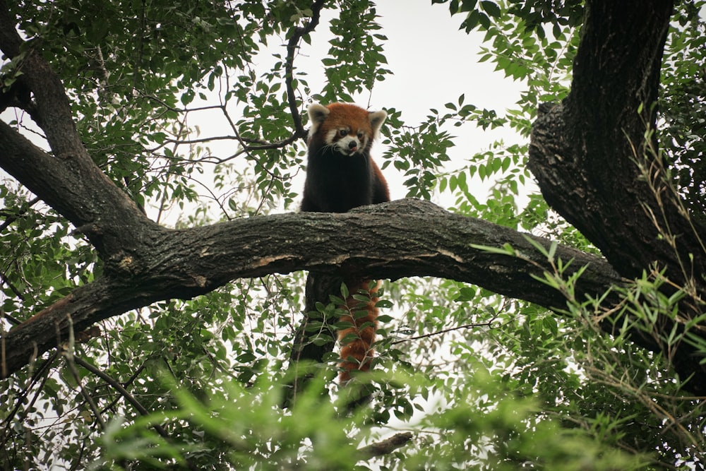 brown and white fox on tree branch during daytime