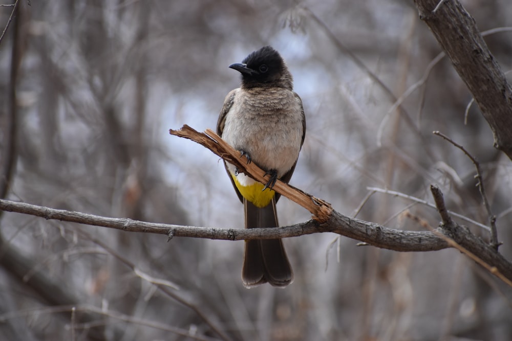 brown and black bird on brown tree branch during daytime