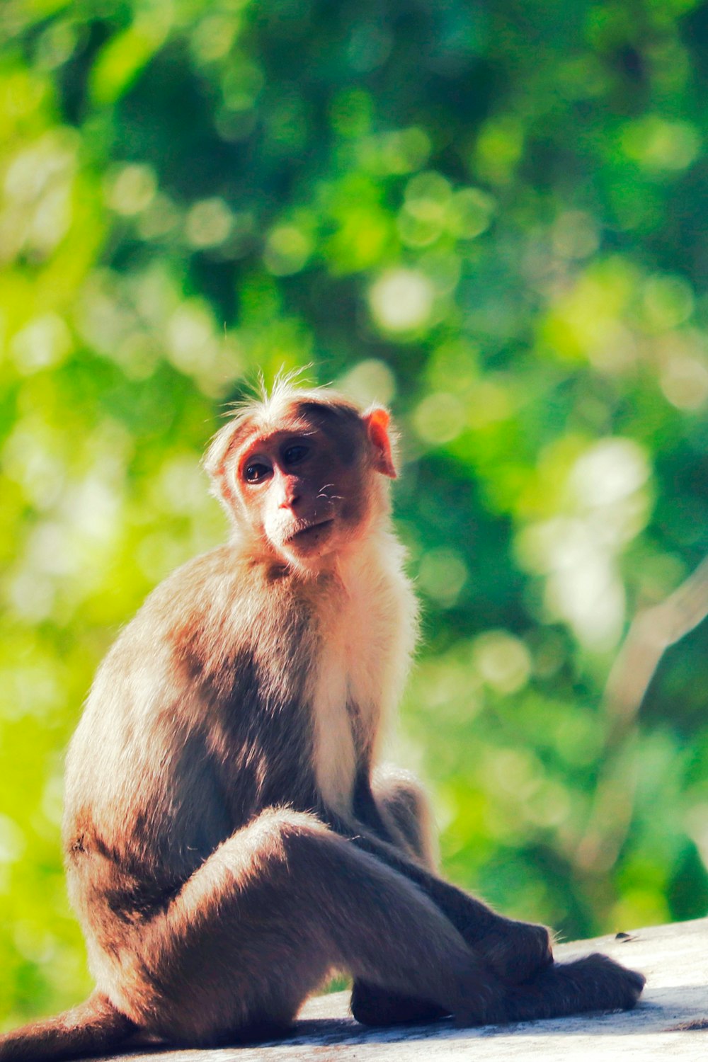 brown monkey on brown wooden fence during daytime