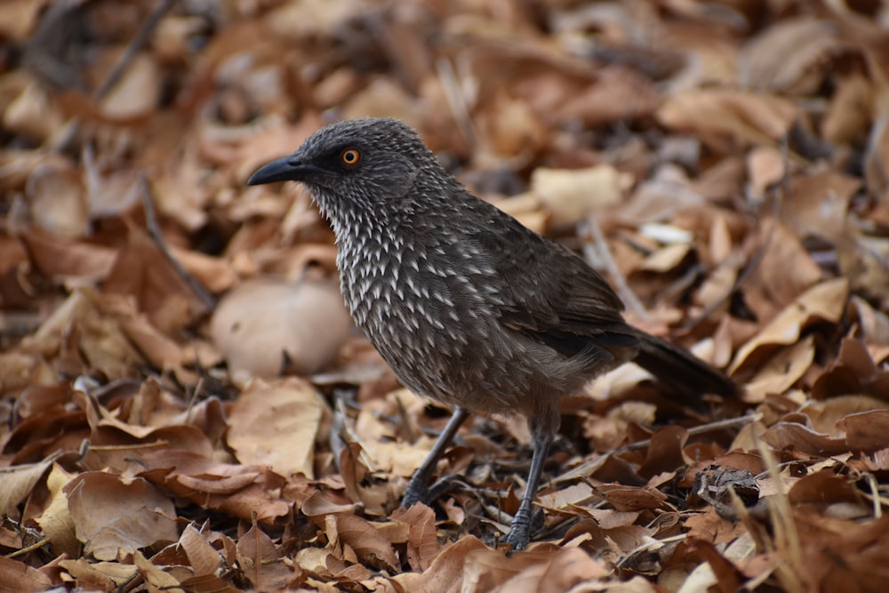 black and white bird on brown dried leaves