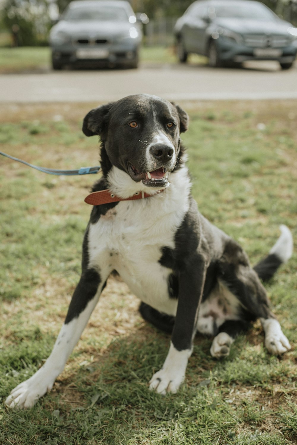 black and white short coat medium sized dog with blue leash on green grass field during