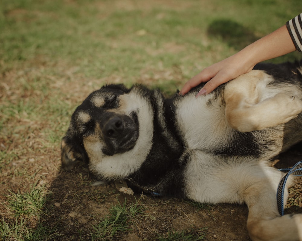 black and tan short coat medium dog