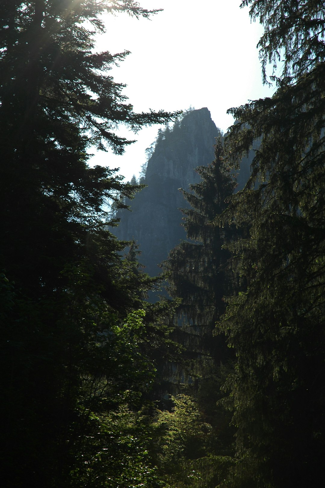 Tropical and subtropical coniferous forests photo spot CeahlÄƒu Gura Humorului