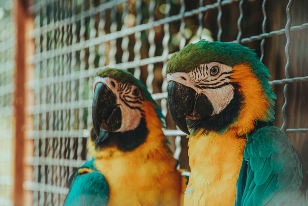 gelbgrüner und blauer Papagei