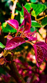 A vibrant image showcasing before and after results of background removal on a product photo.