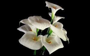 Calla Elegance
