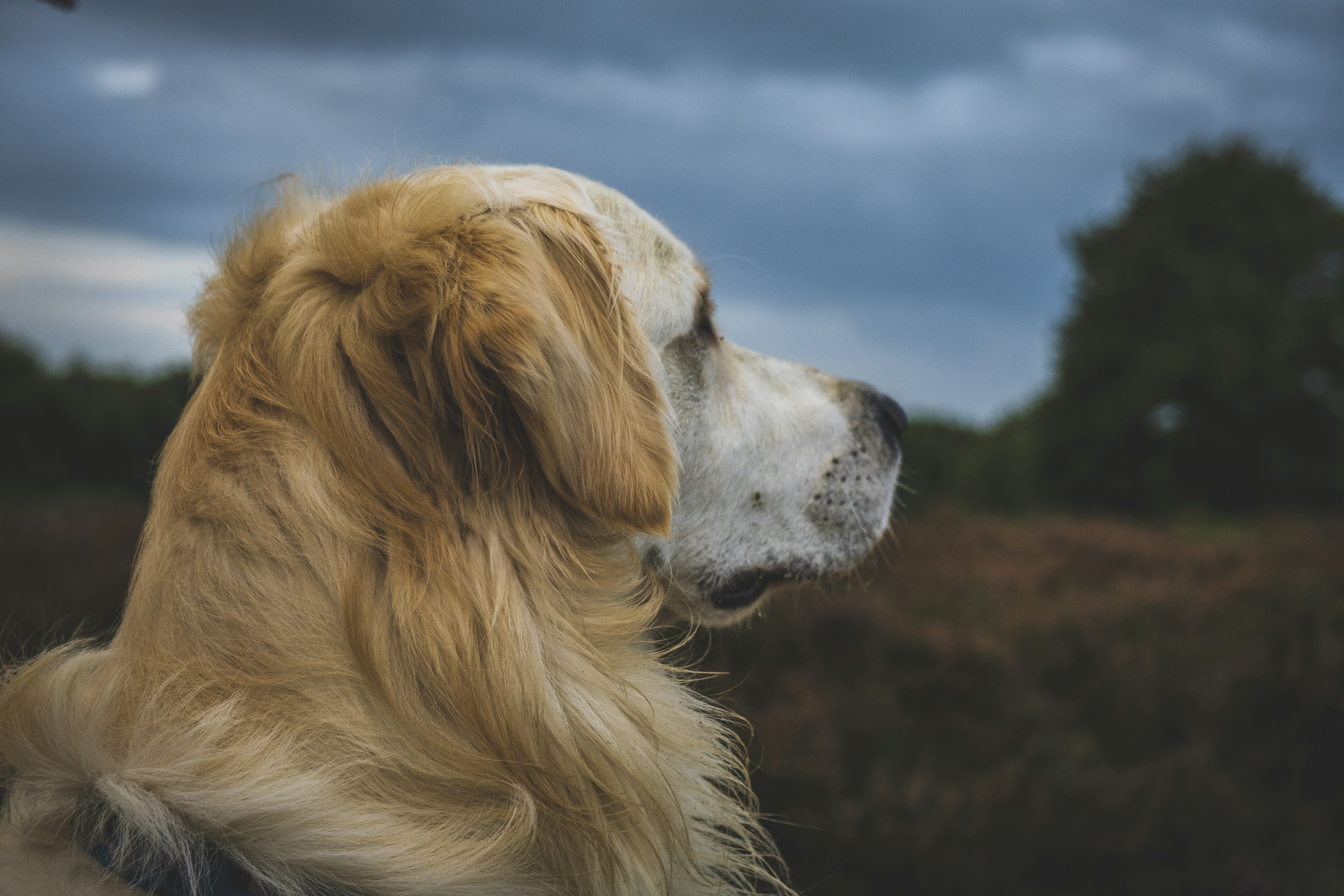 golden retriever lying on ground during daytime
