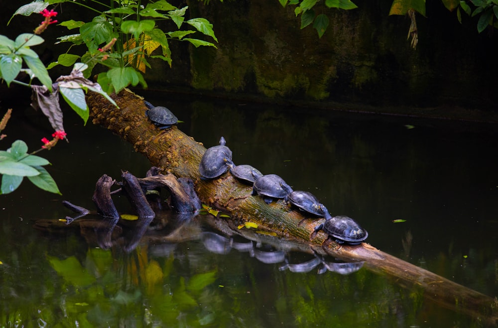 black and brown crocodile on body of water