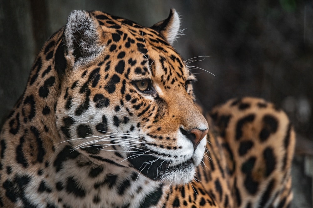 Brauner und schwarzer Leopard in Nahaufnahmen