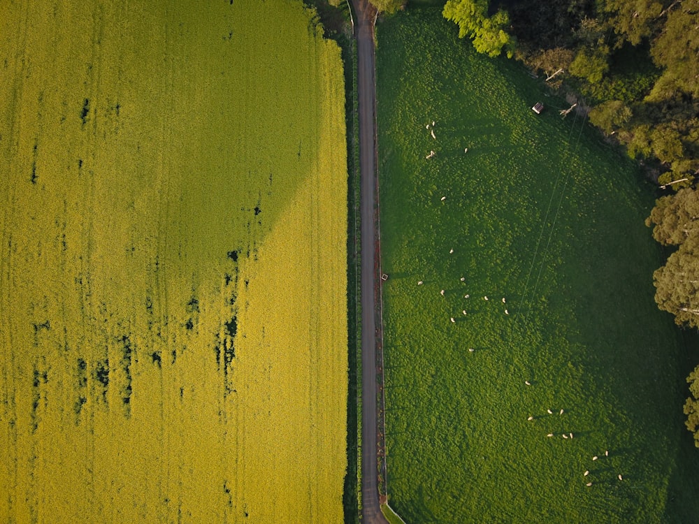 vista aérea do campo de grama verde