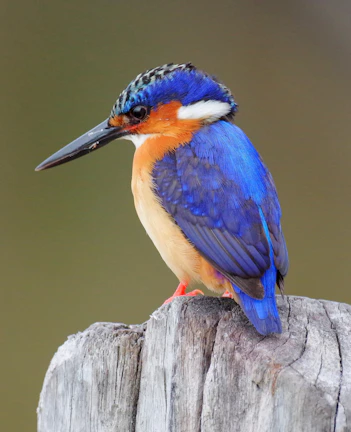 blue and brown bird on gray tree branch