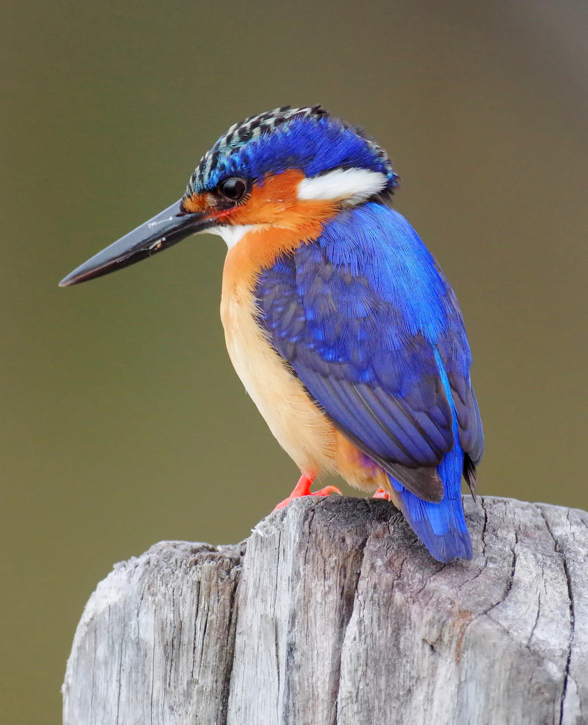 Azure kingfisher perched on a low branch, cobalt back and rust-orange chest