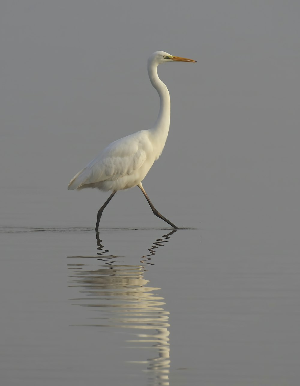 white bird on brown wooden stick on water during daytime