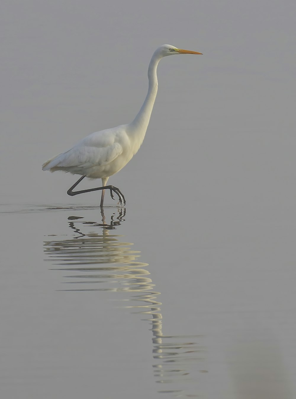 white bird on body of water during daytime