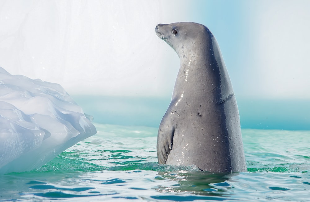 seal in water during daytime