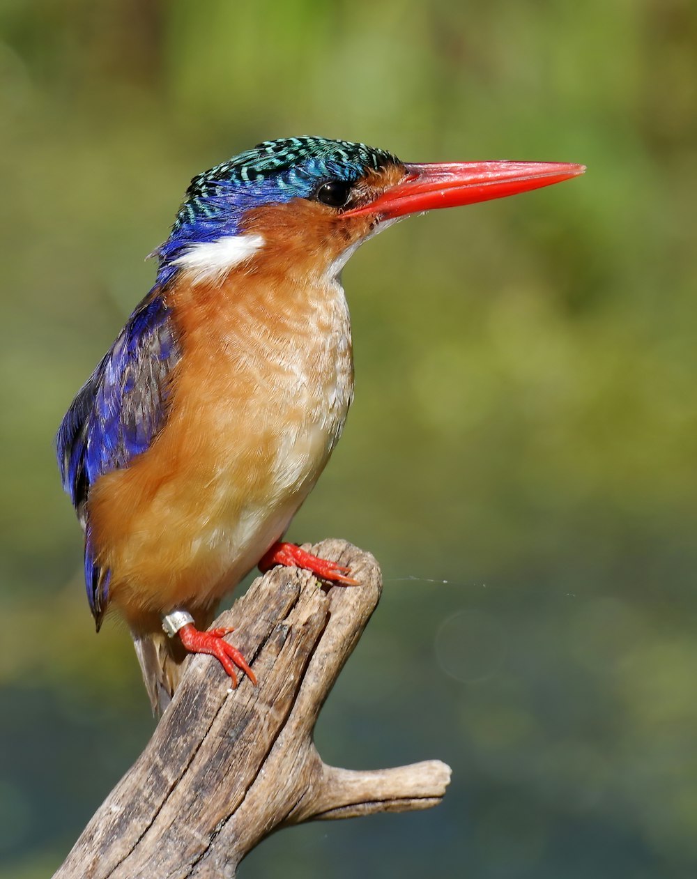 Brauner blau-weißer Vogel auf braunem Holz