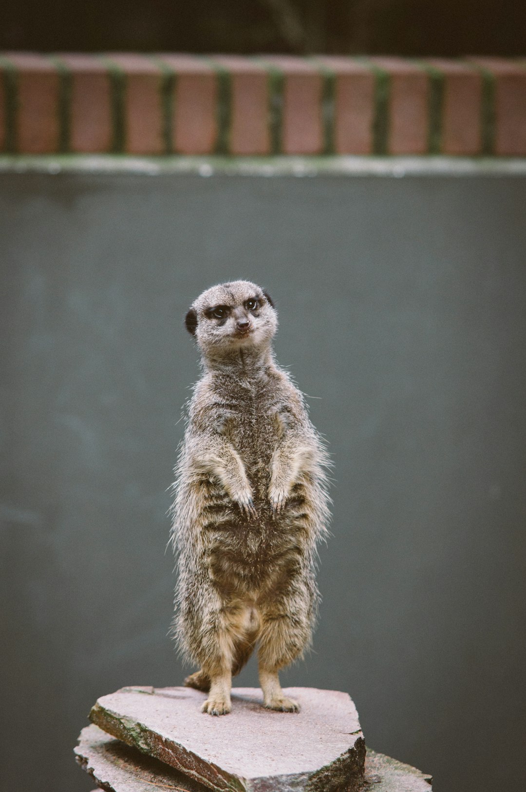 Wildlife photo spot Amsterdam Huizen