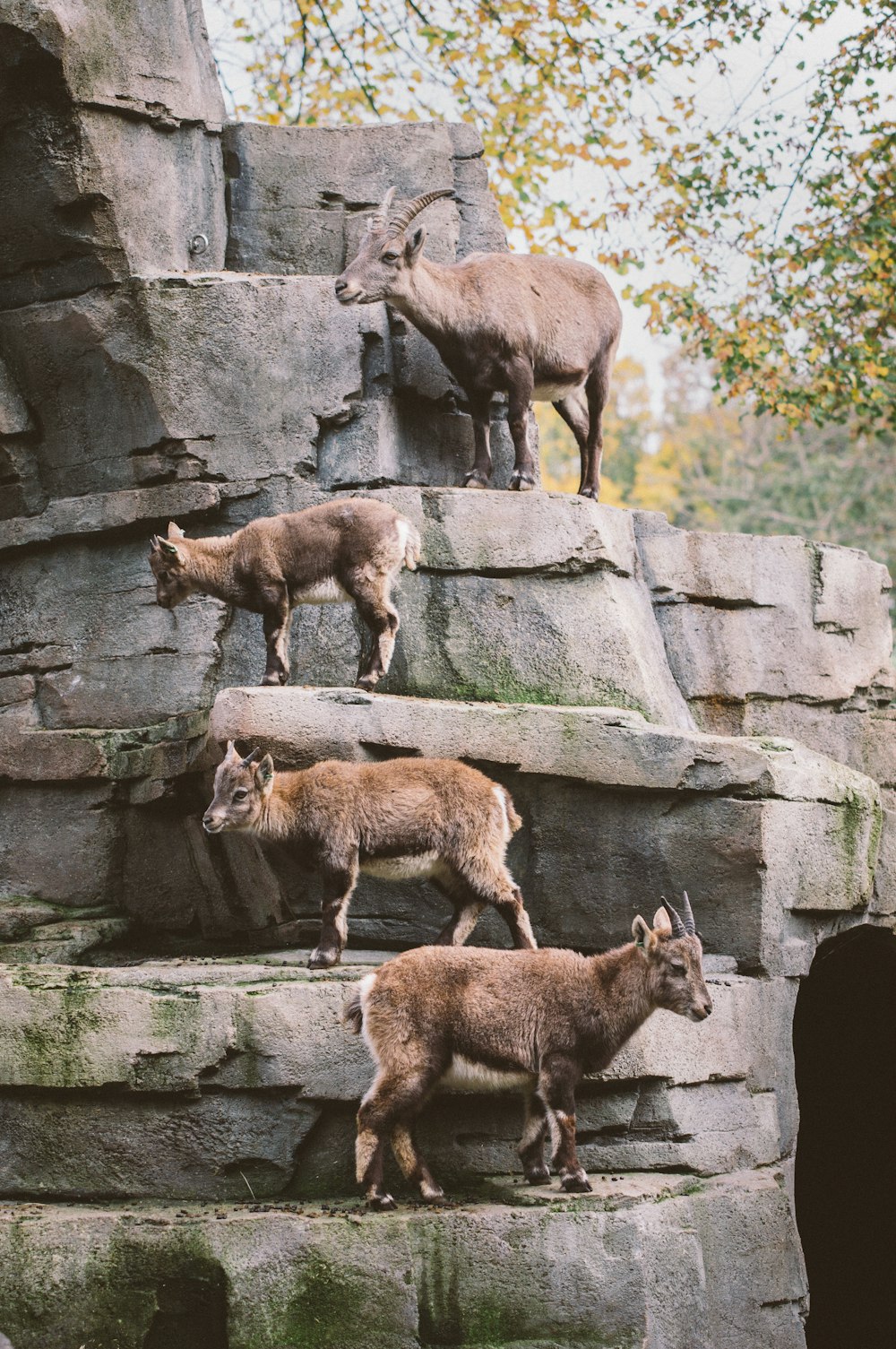 three brown goats on gray rock