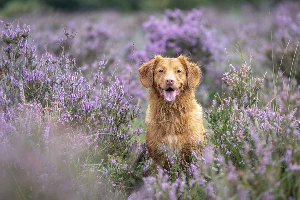 日中の紫色の花畑に茶色の長いコートの犬