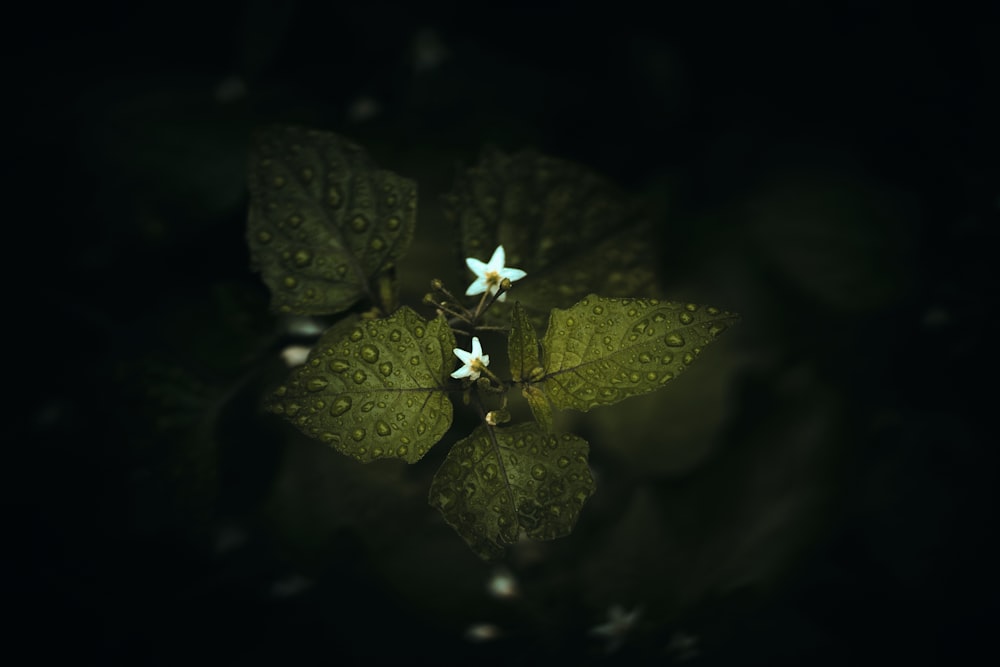 green leaf with water droplets