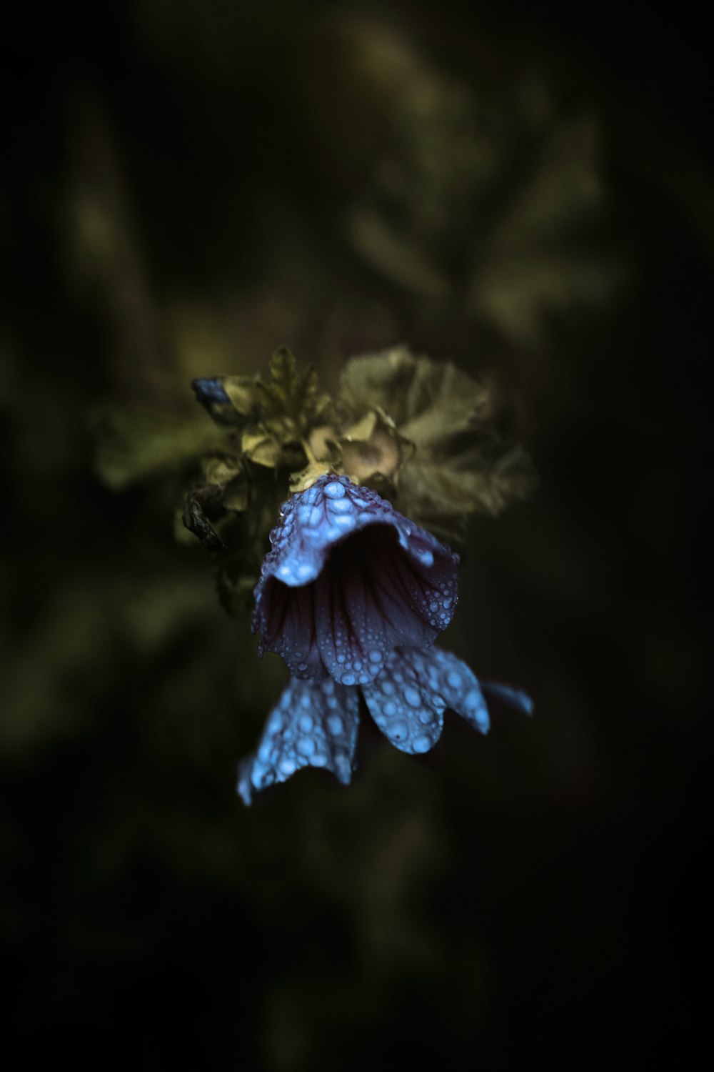 blue flower in tilt shift lens