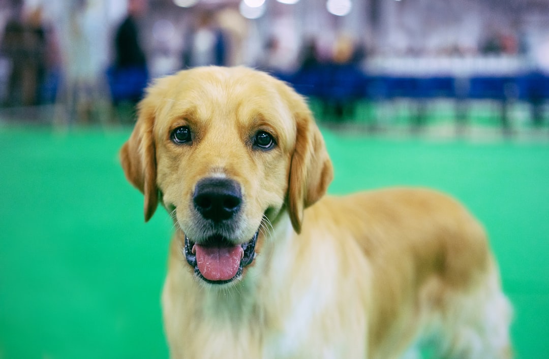 golden retriever sitting on ground during daytime