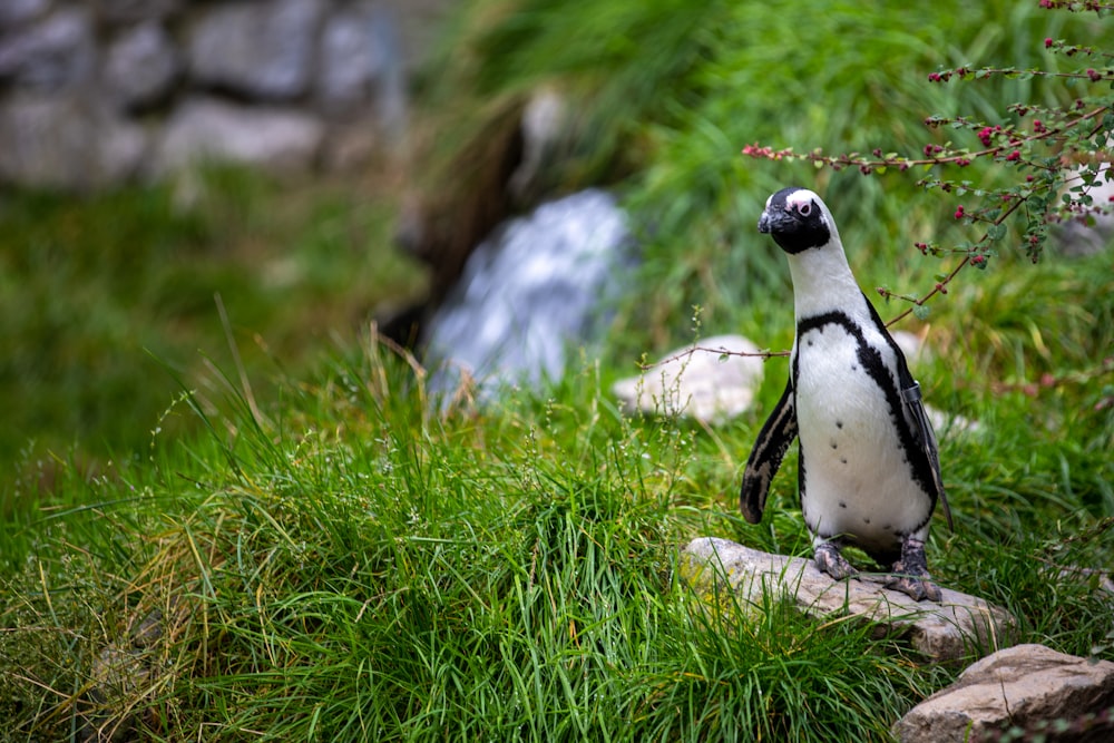 pinguino bianco e nero su erba verde durante il giorno