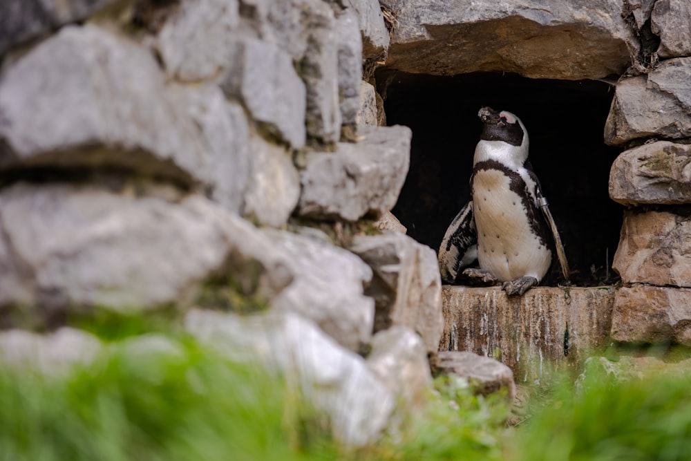 black and white penguin on gray rock