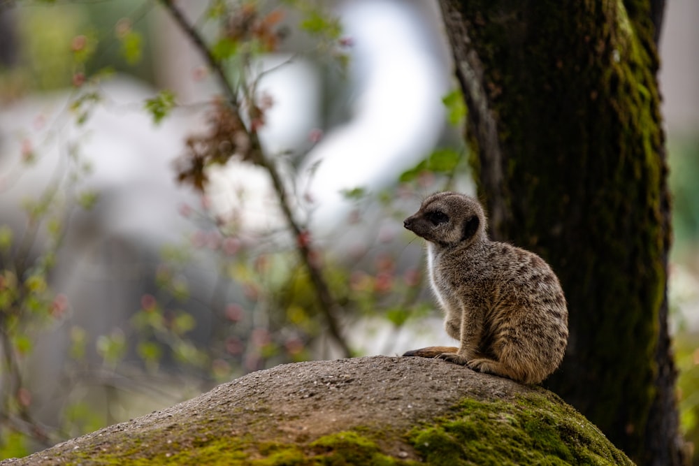 brown and white animal on brown tree branch during daytime