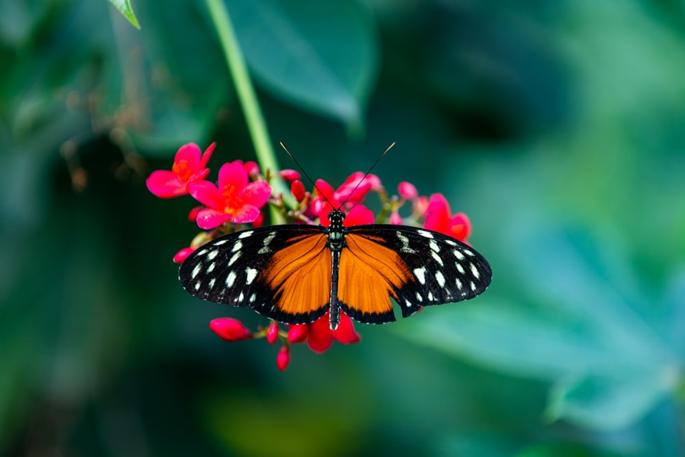 black and white butterfly perched on pink flower in close up photography during daytime