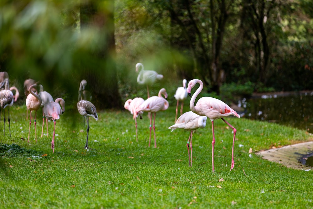 pink flamingos on green grass field during daytime