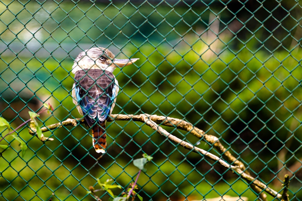 blue and white bird on brown tree branch during daytime