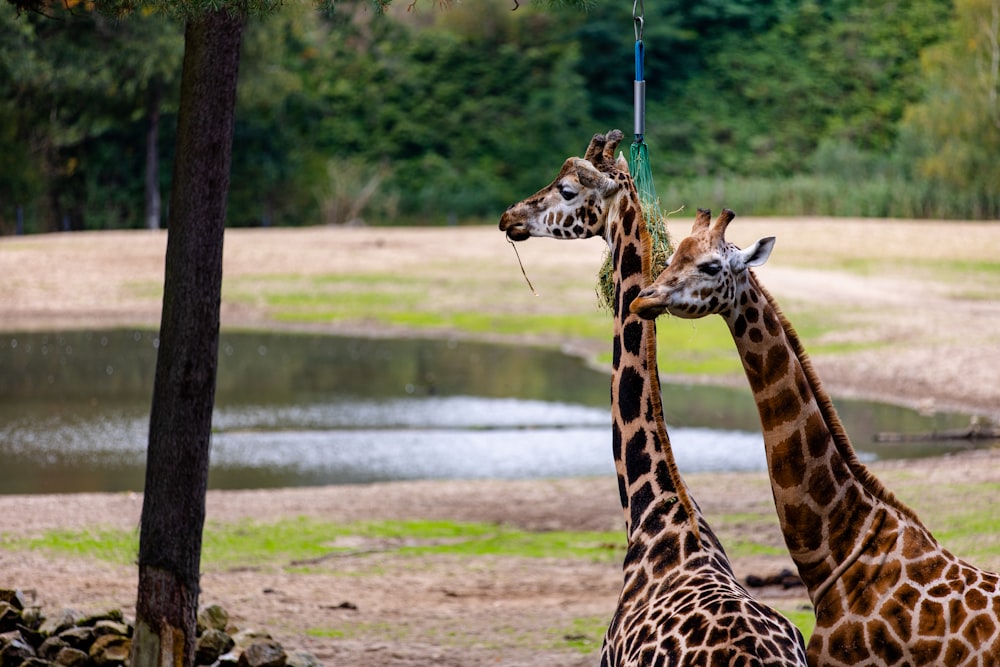 brown giraffe near body of water during daytime