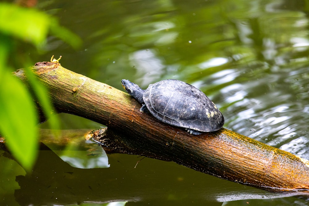 grey turtle on brown wooden stick
