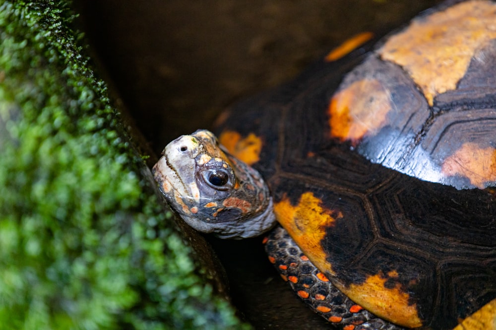 brown and black turtle on brown rock