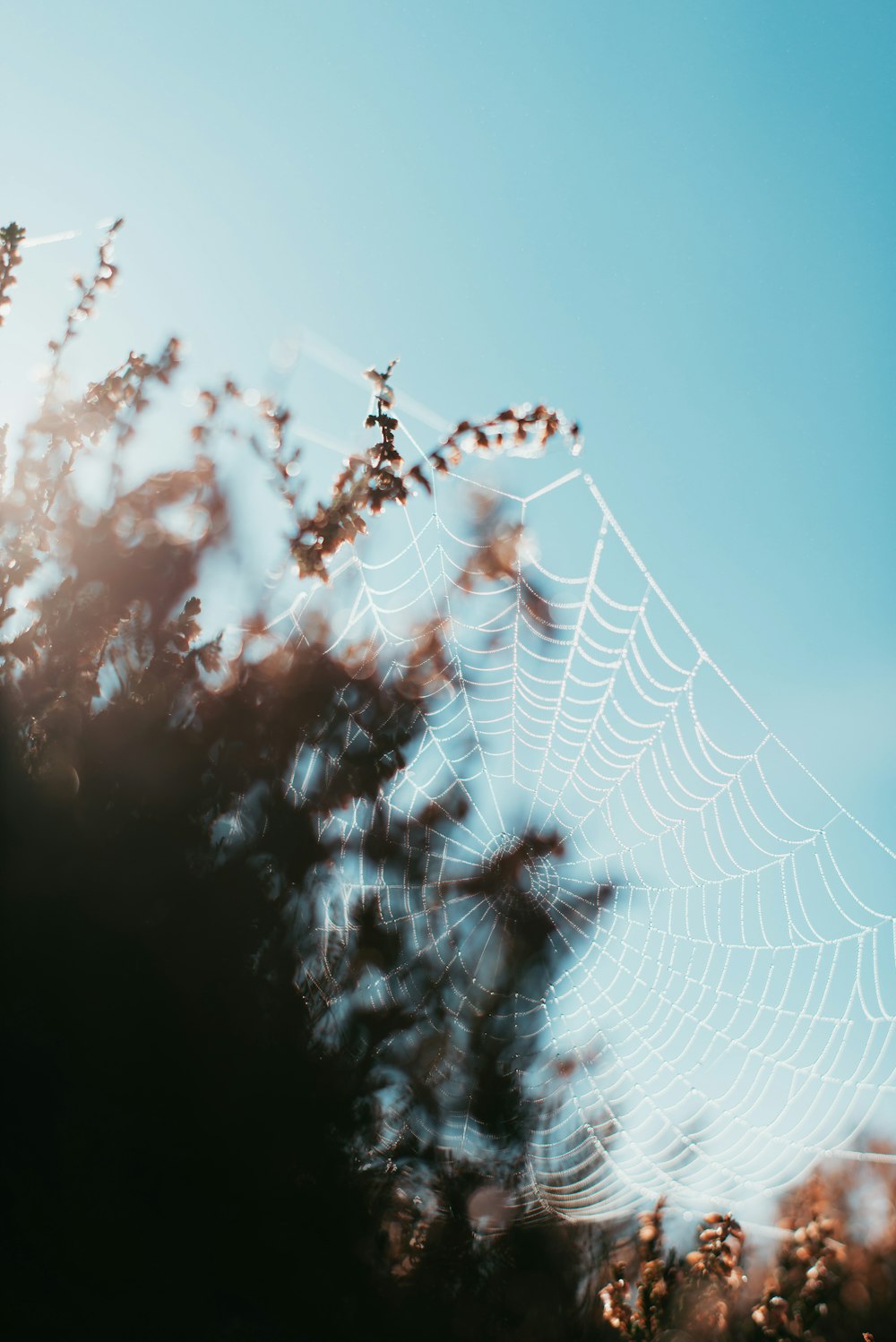 spider web on brown and white clouds during daytime