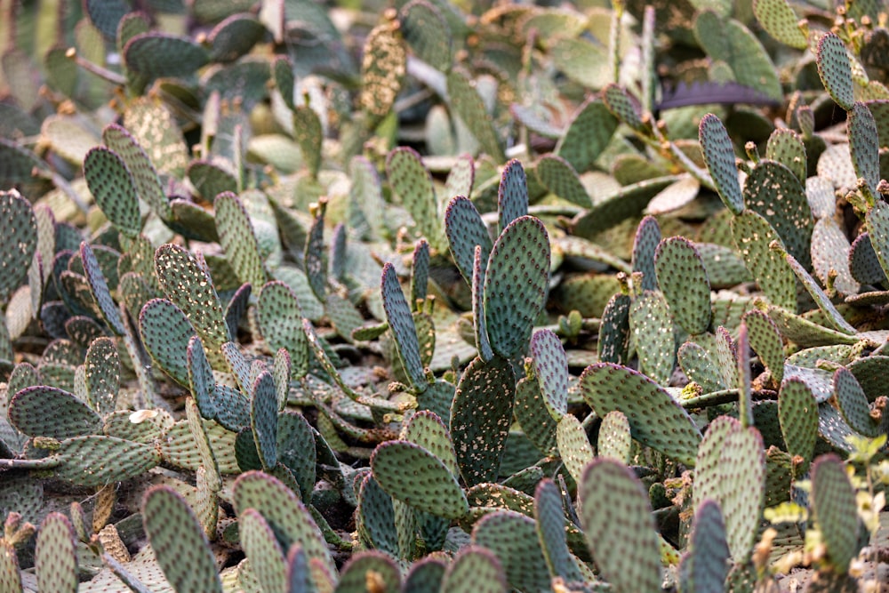 green and white plant leaves