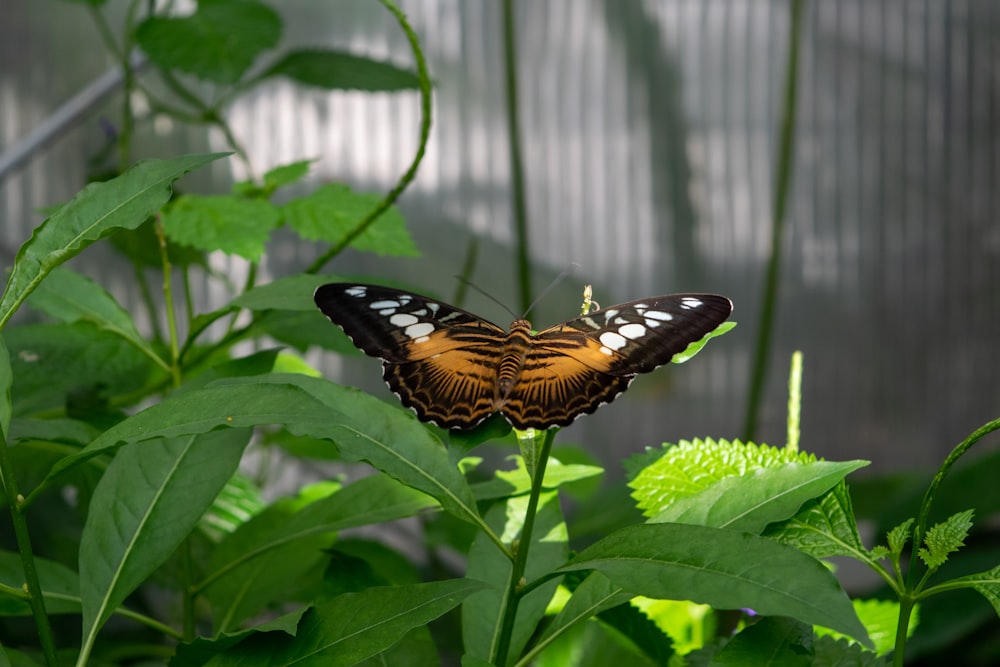 Tigerschwalbenschwanz-Schmetterling sitzt tagsüber auf grünem Blatt