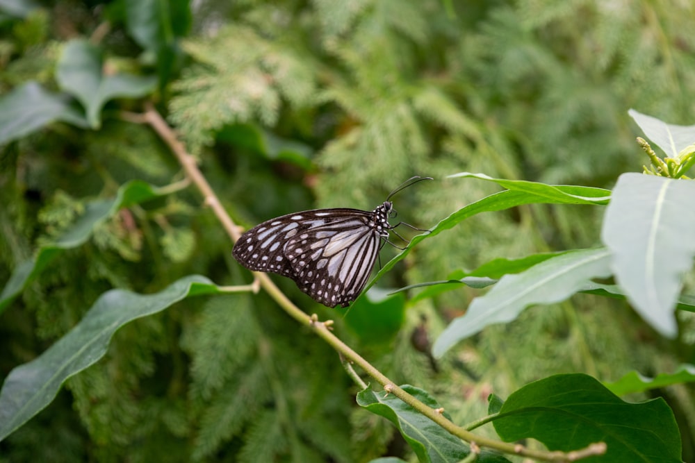 black and white butterfly perched on green leaf during daytime