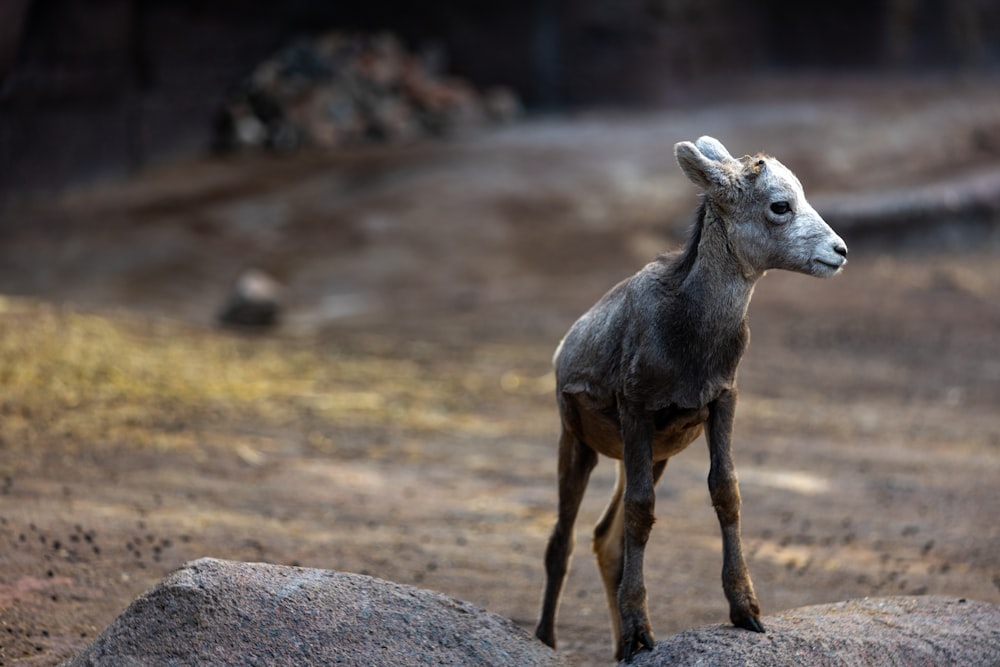 brown and white deer on gray rock during daytime